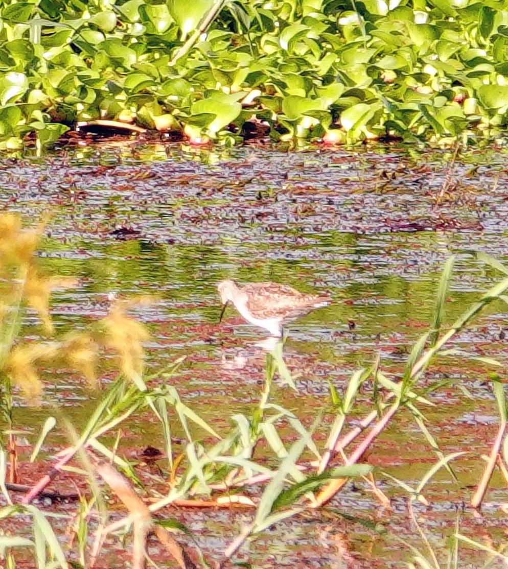 Wood Sandpiper - ML646252134