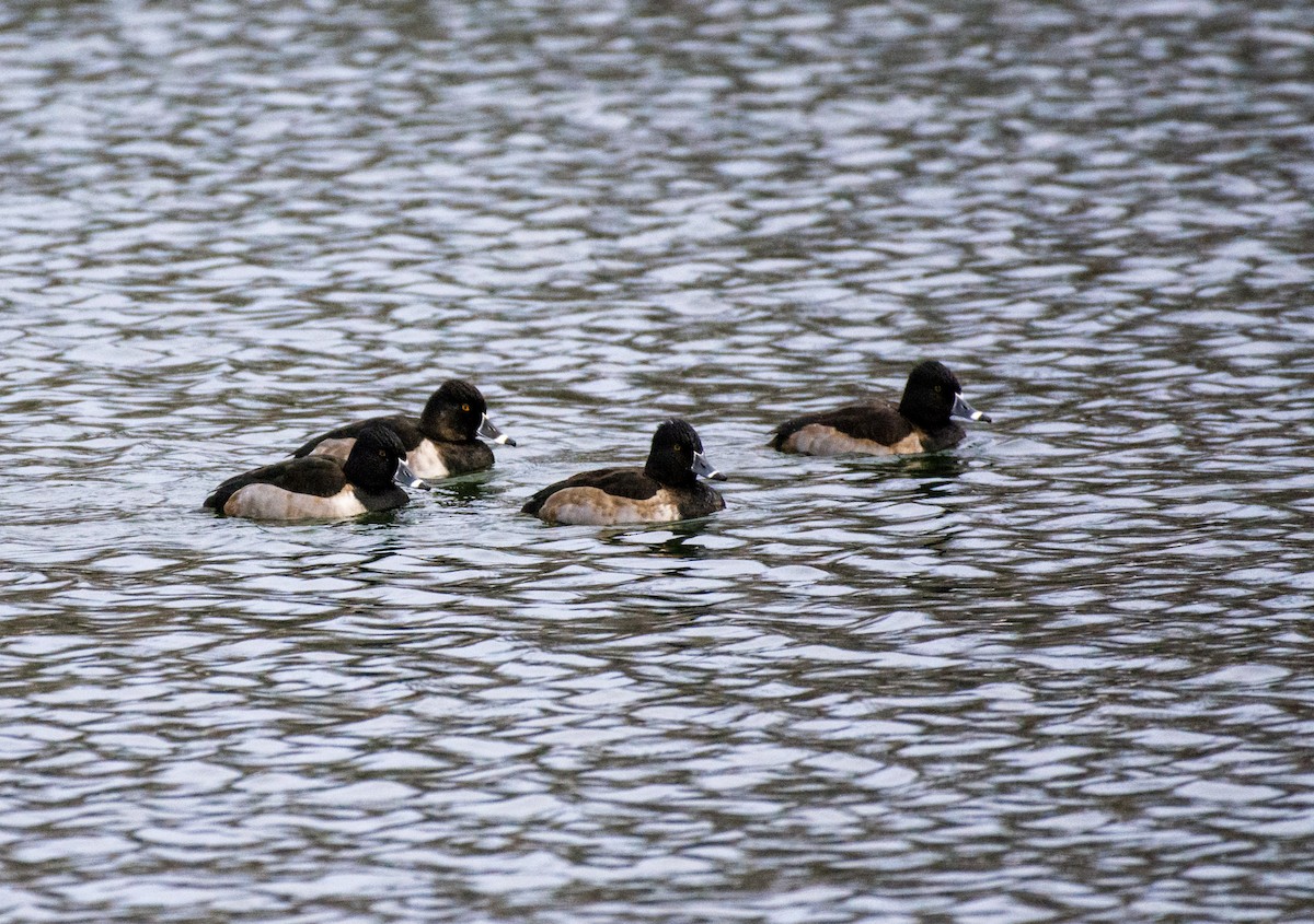 ringand - ML646252138