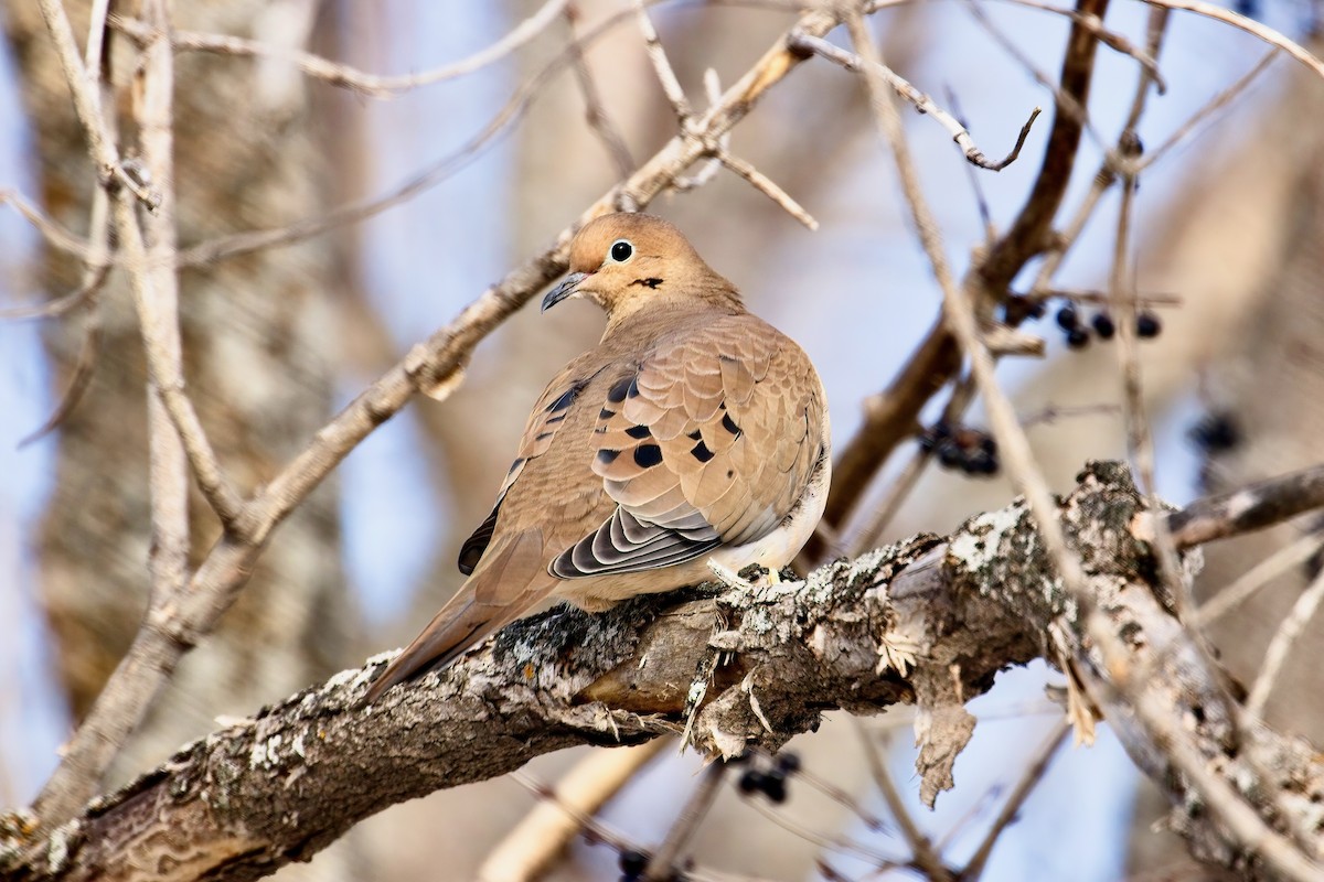 Mourning Dove - ML646252145