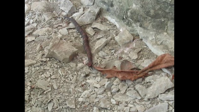 Northern Cottonmouth - ML646252146