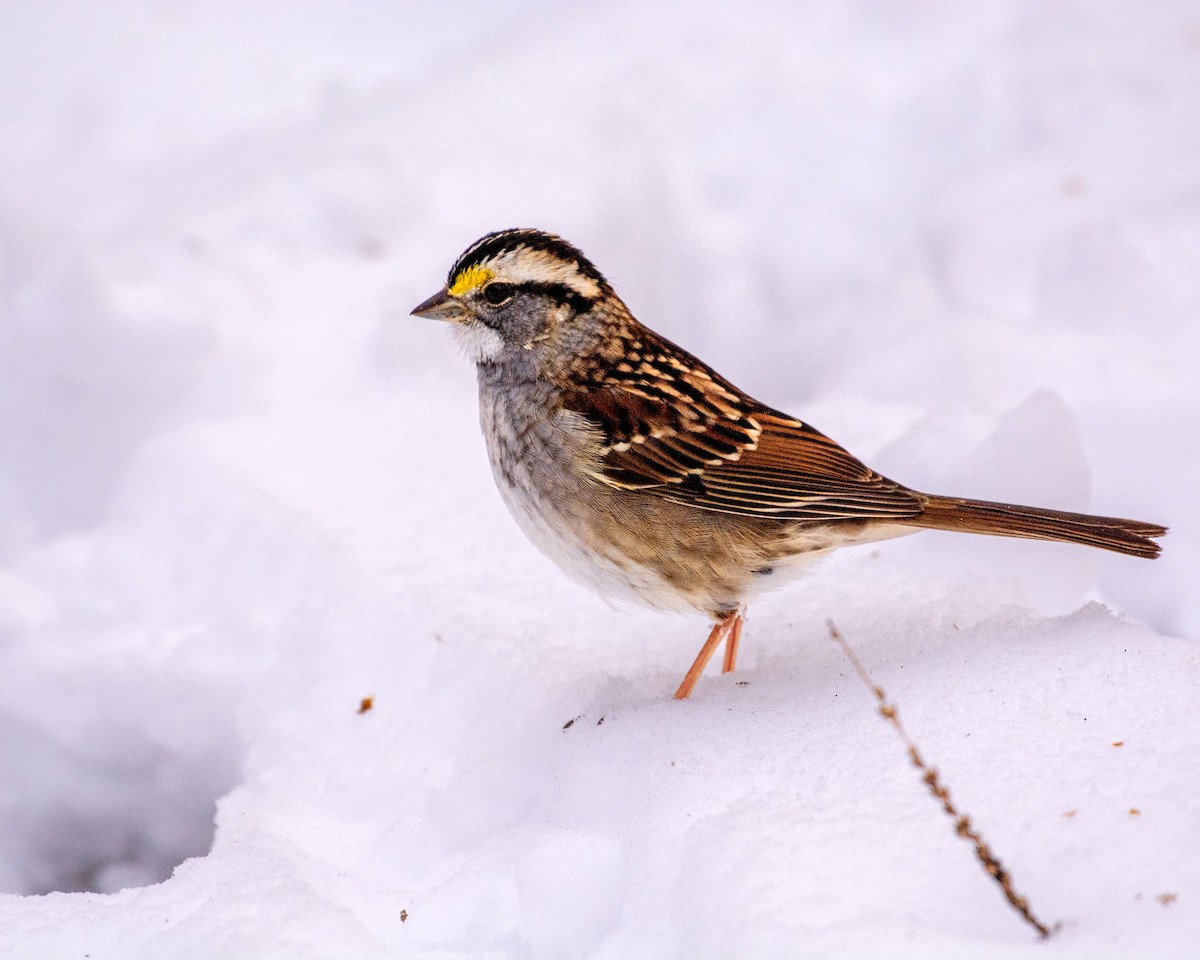 hvitstrupespurv - ML646252148