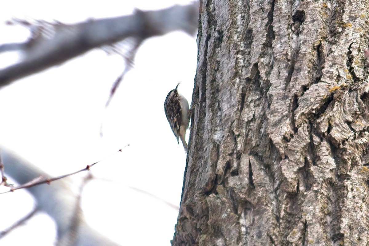 Brown Creeper - ML646252157