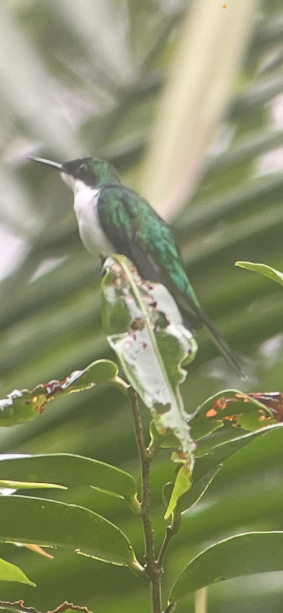 Колібрі-фея фіолетоволобий - ML646252158