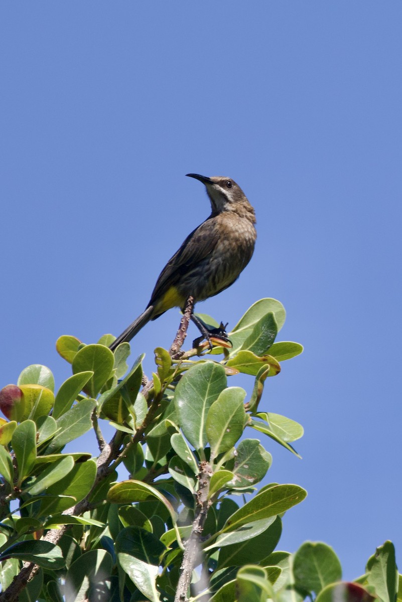 Cape Sugarbird - ML646252160