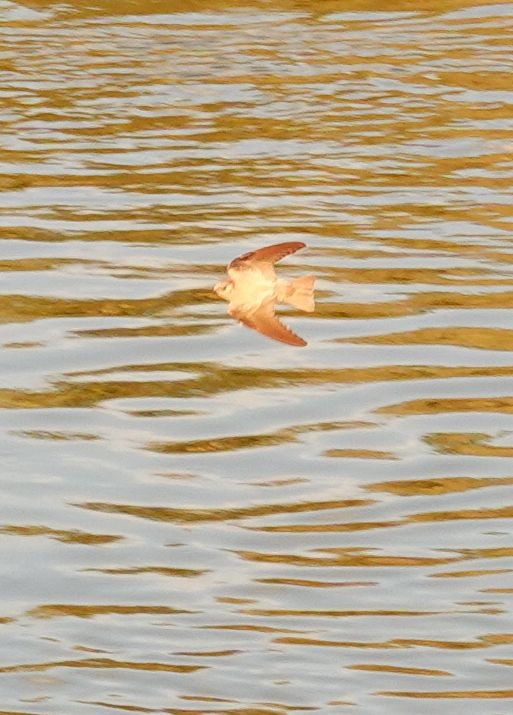 Plain Martin - ML646252162