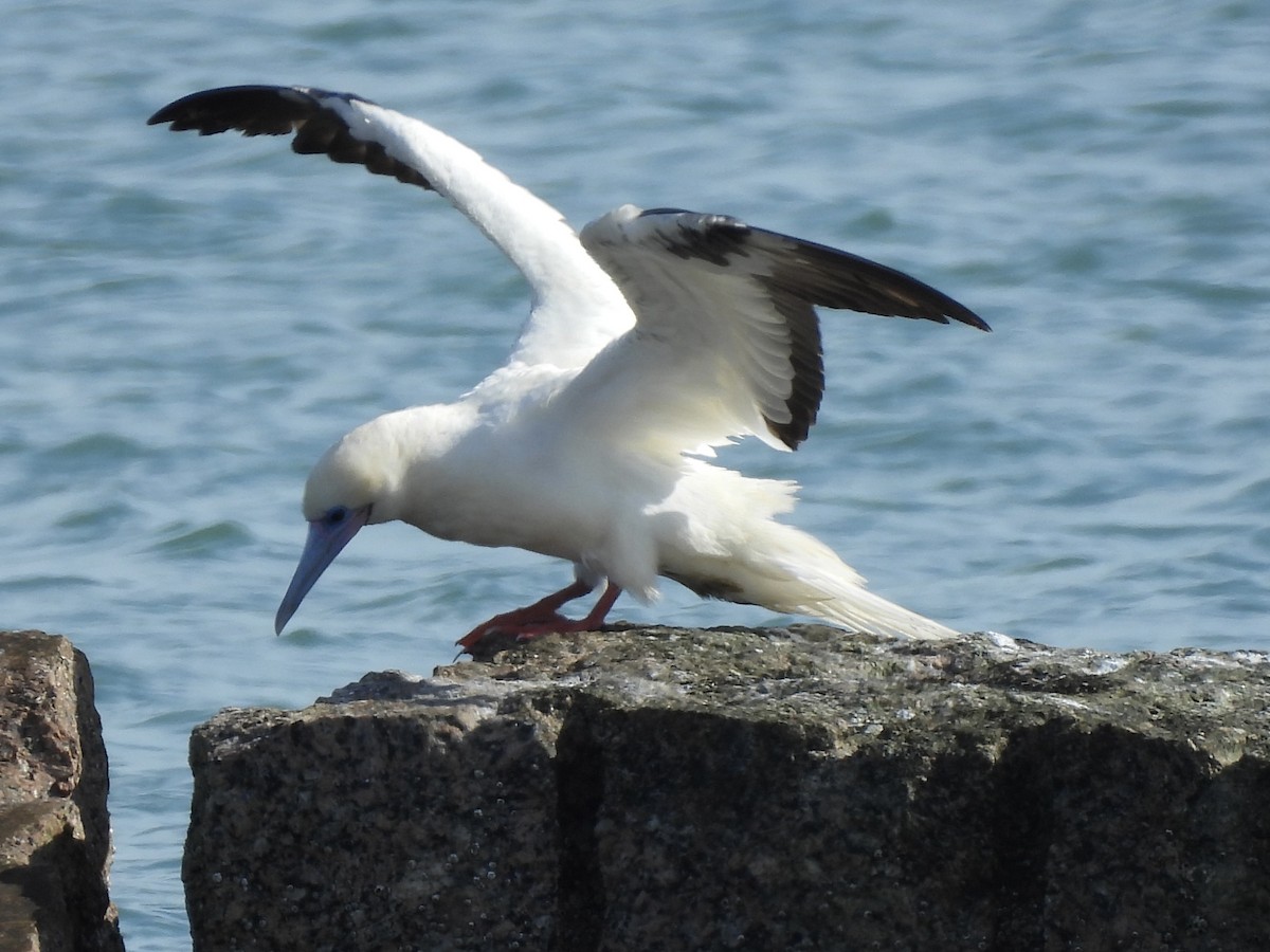 Red-footed Booby - ML646252168