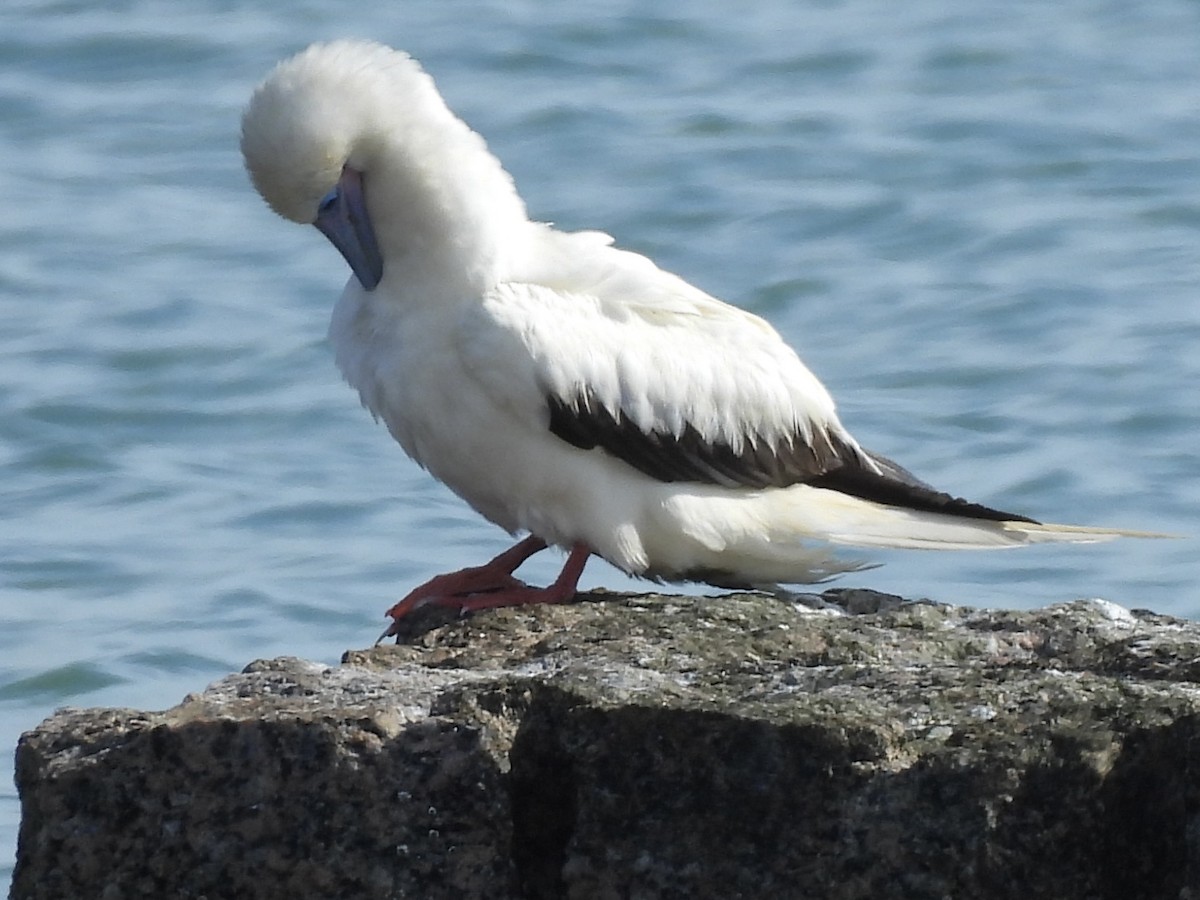 Red-footed Booby - ML646252169