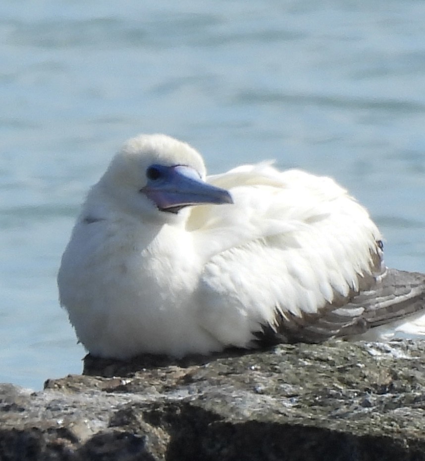 Red-footed Booby - ML646252170