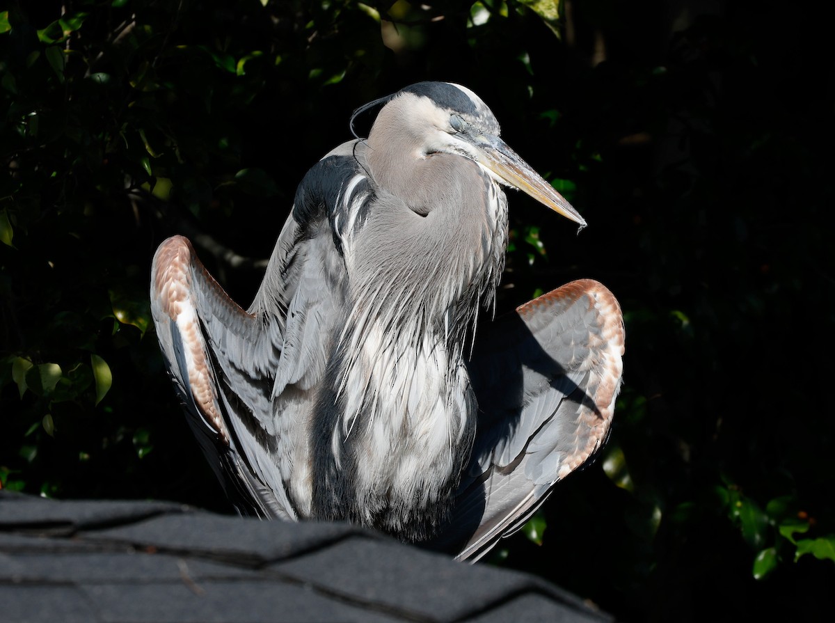 Great Blue Heron - ML646252173