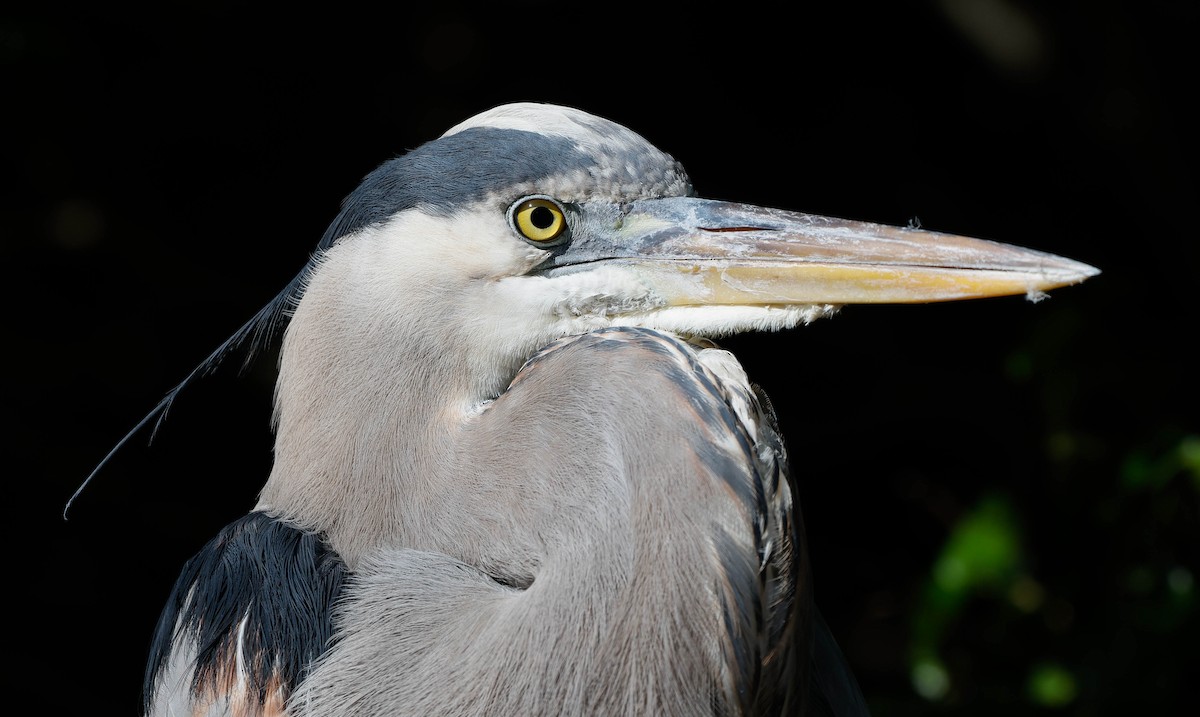 Great Blue Heron - ML646252174