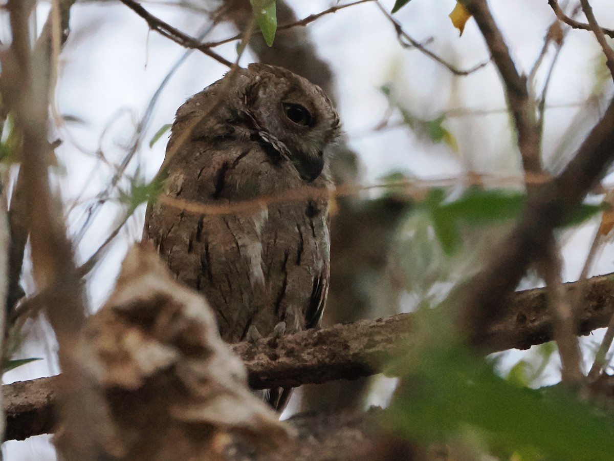 Arabian Scops-Owl - ML646252175