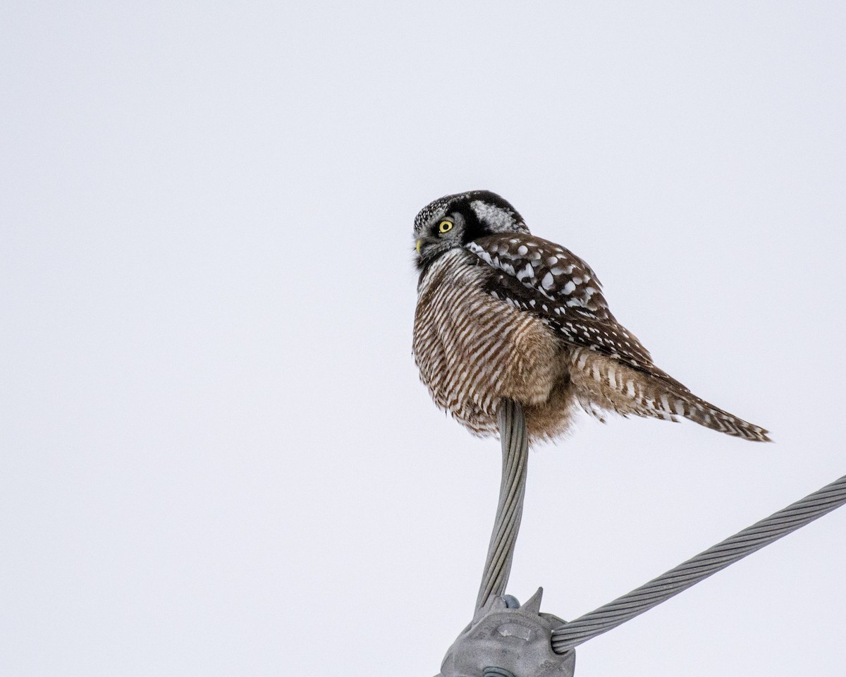 Northern Hawk Owl - ML646252177