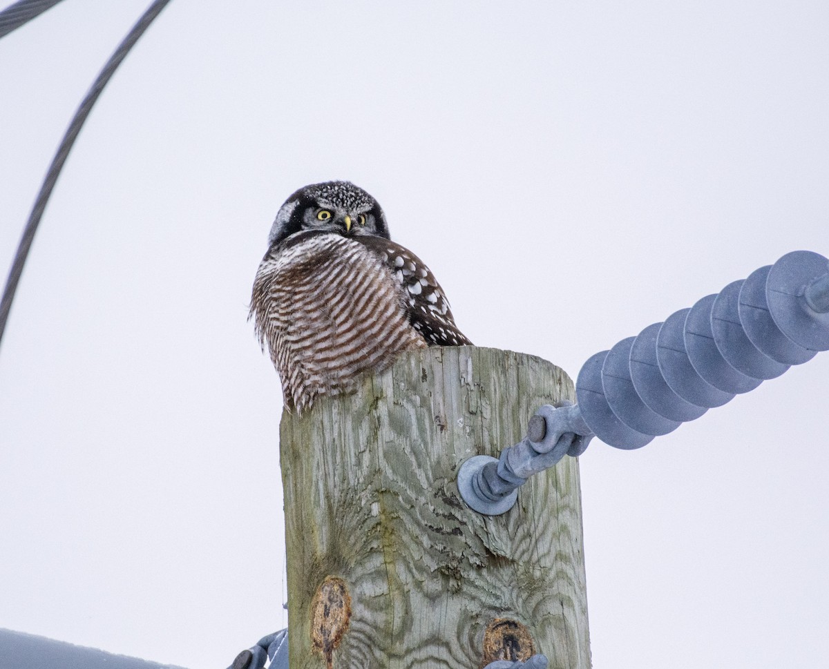 Northern Hawk Owl - ML646252178