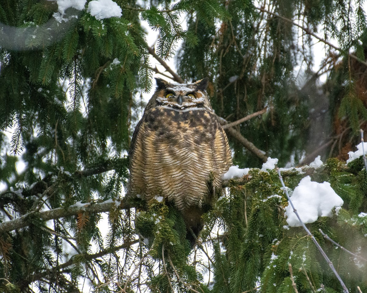 Great Horned Owl - ML646252209