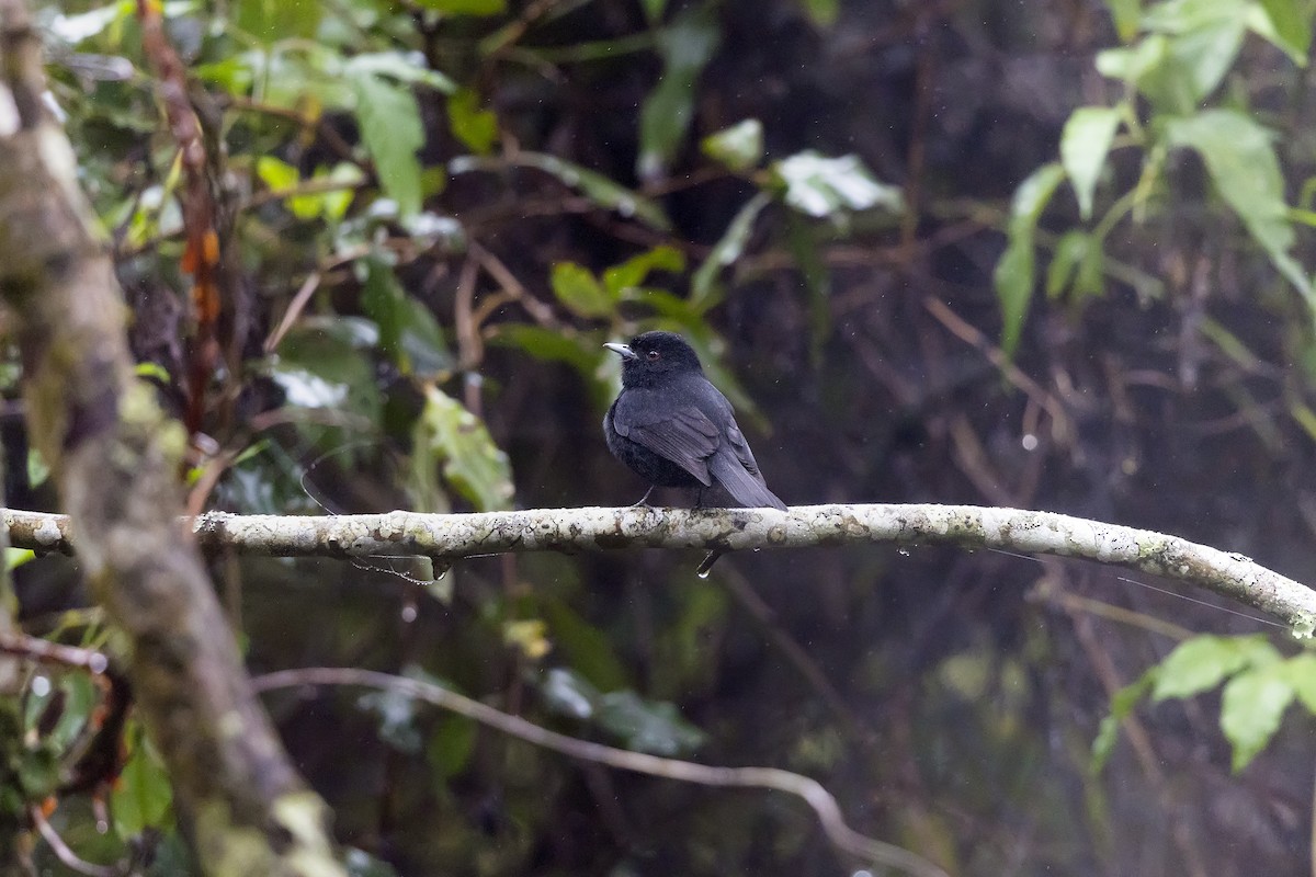 Blue-billed Black-Tyrant - ML646252213