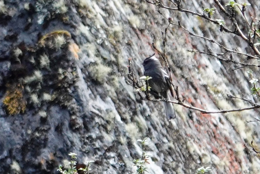 Ash-breasted Tit-Tyrant - ML646252214