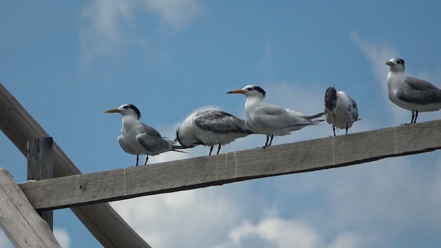 Китайская крачка - ML646252223