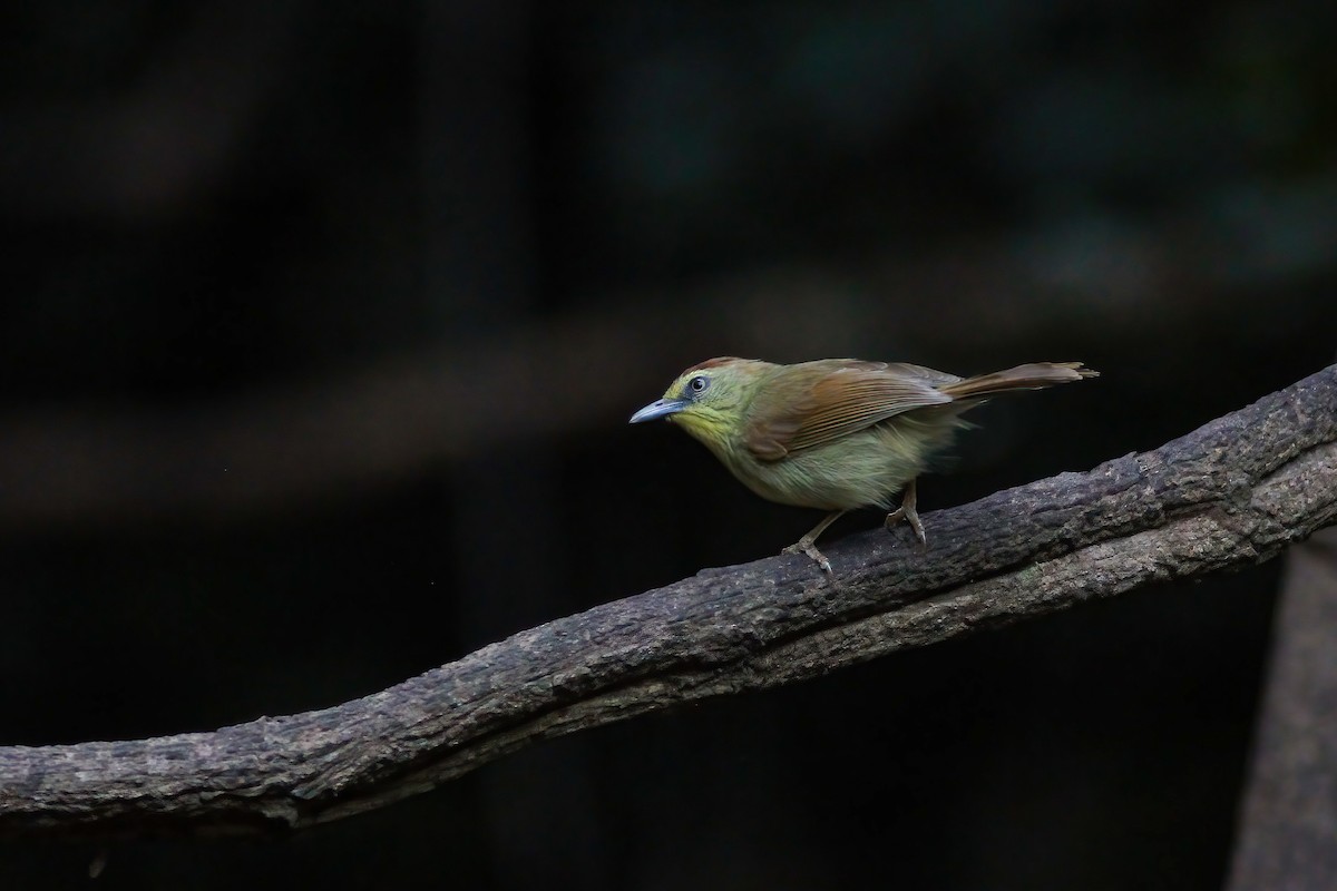 Timalí Goliestriado - ML646252234