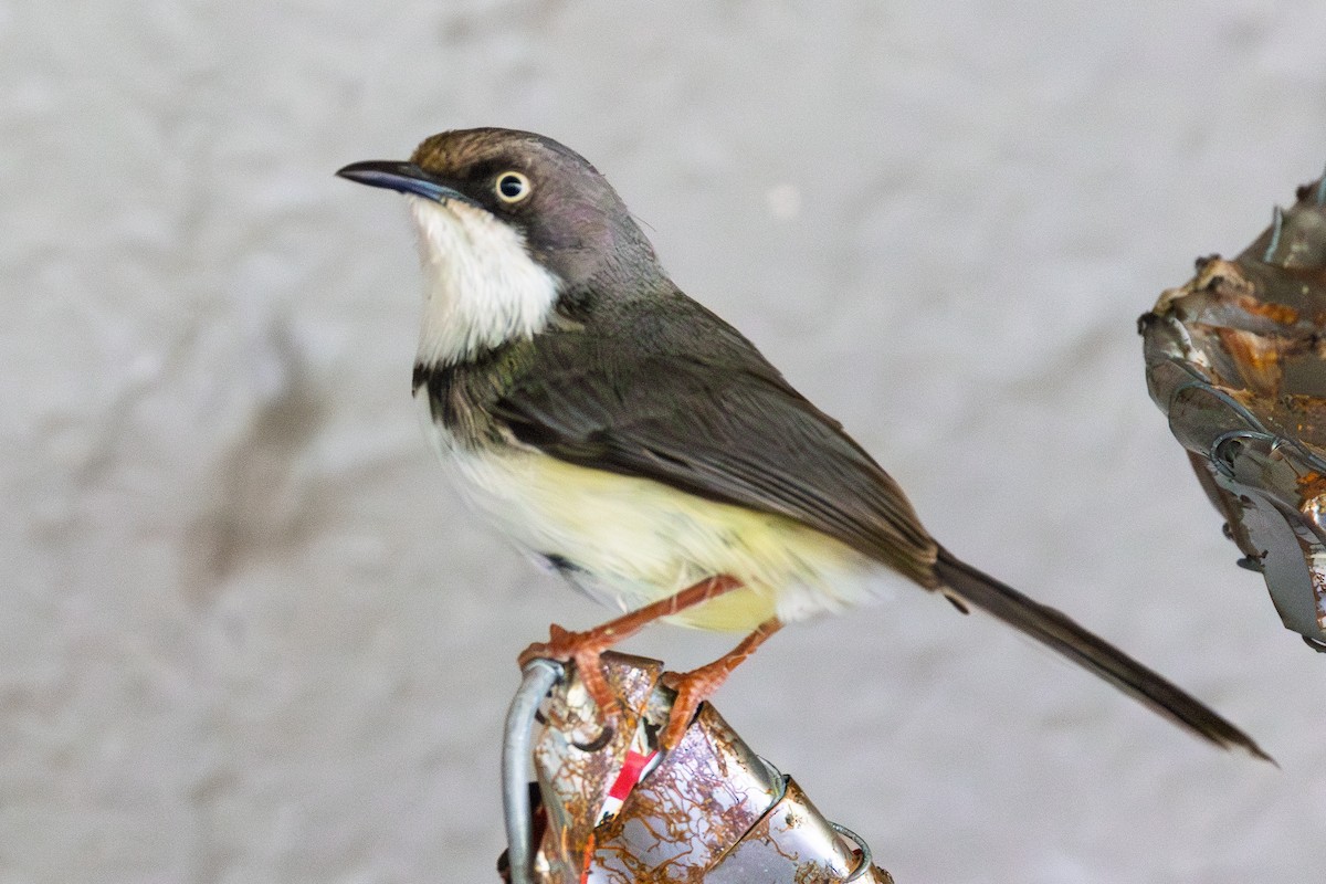 Bar-throated Apalis - ML646252236