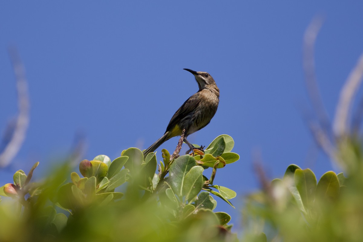 Cape Sugarbird - ML646252249