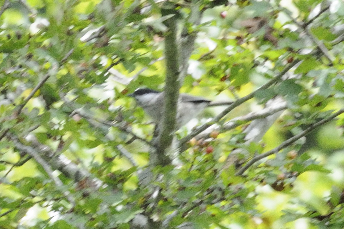 Marsh Tit - ML646252258