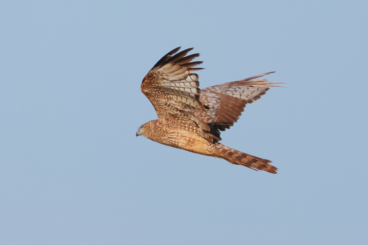 Spotted Harrier - ML646252271