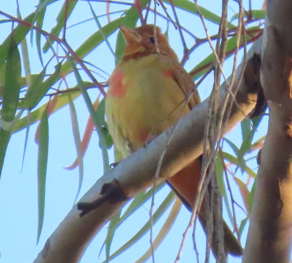 Summer Tanager - ML646252275