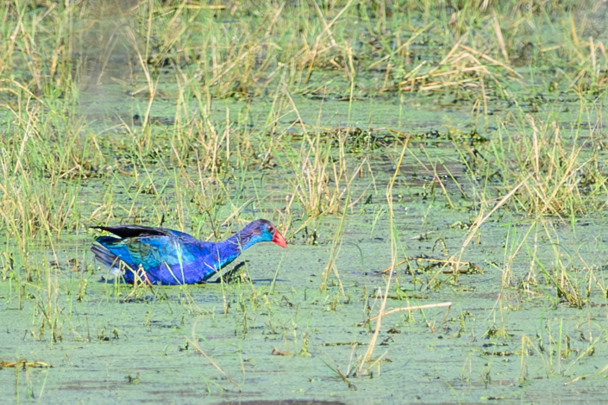 Gray-headed Swamphen - ML646252277