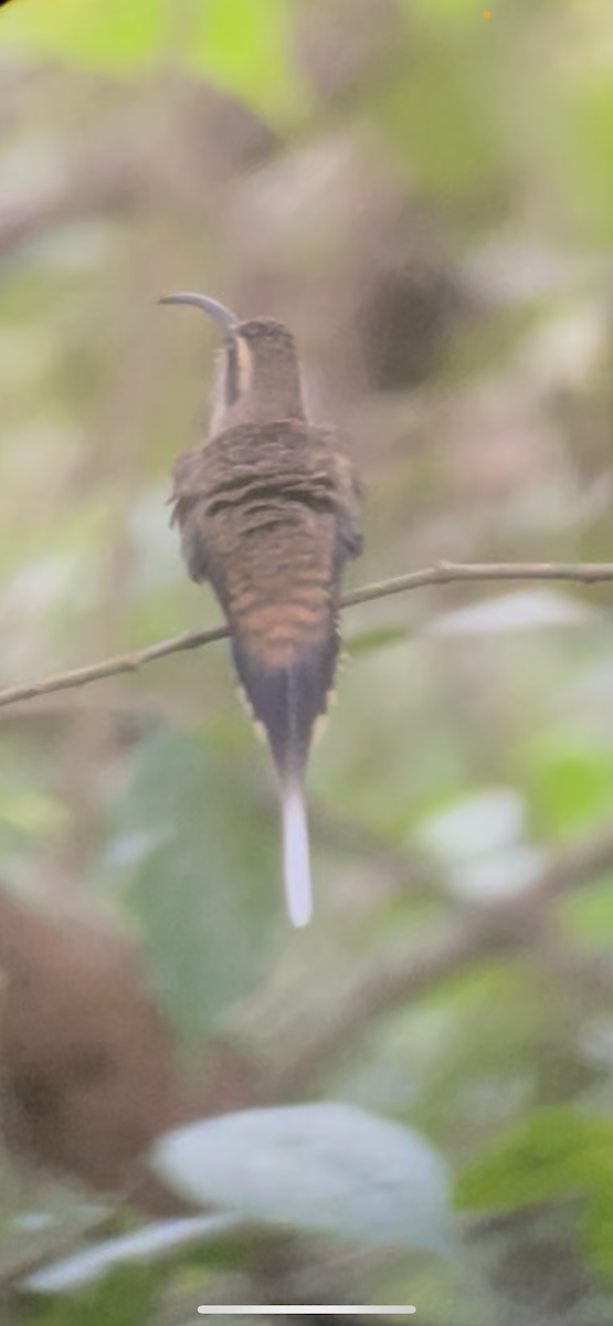 Ерміт мексиканський - ML646252280