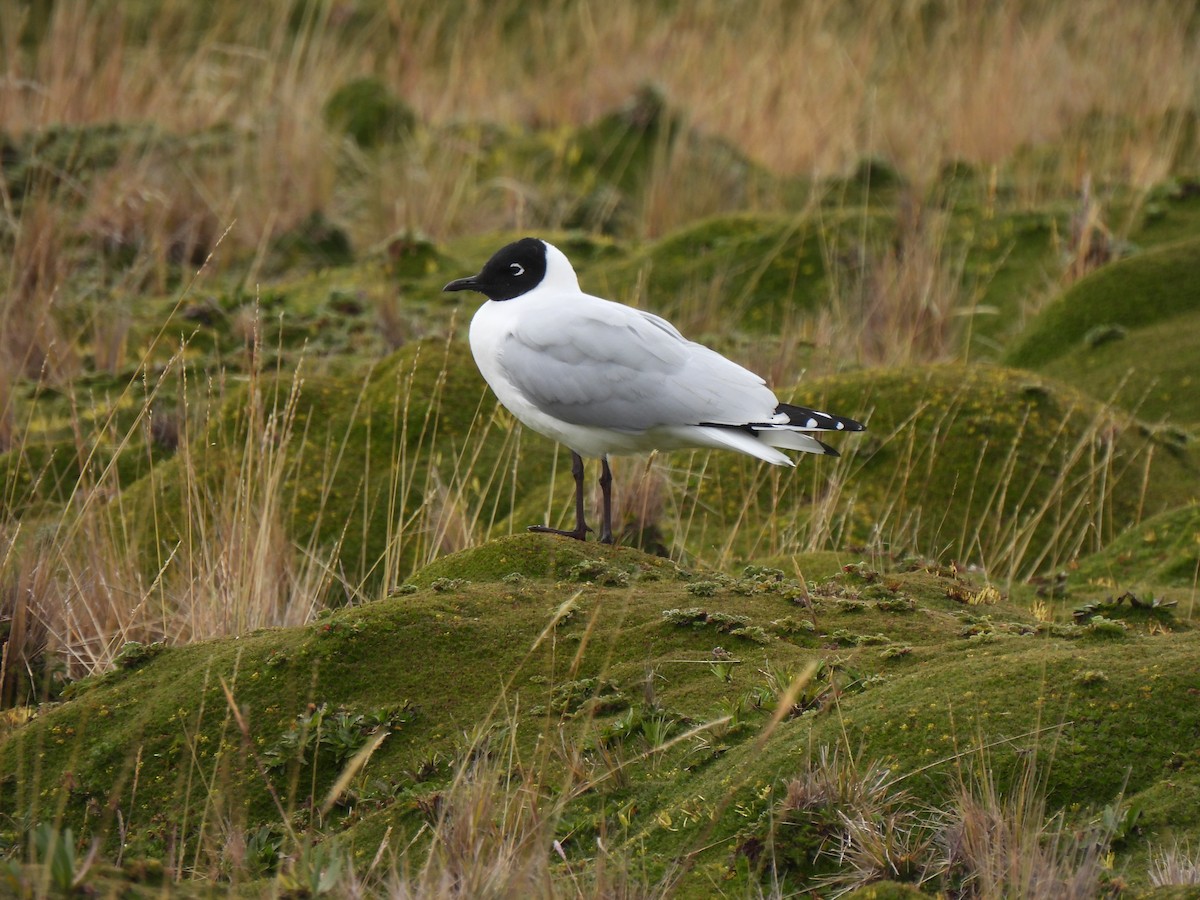 Mouette des Andes - ML646252282