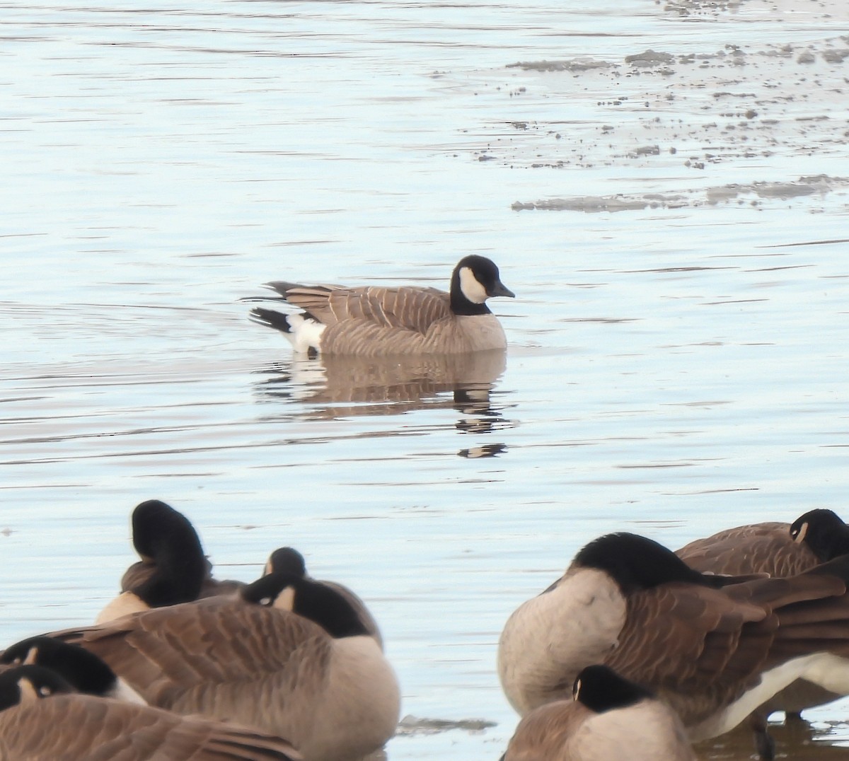 berneška malá - ML646252283