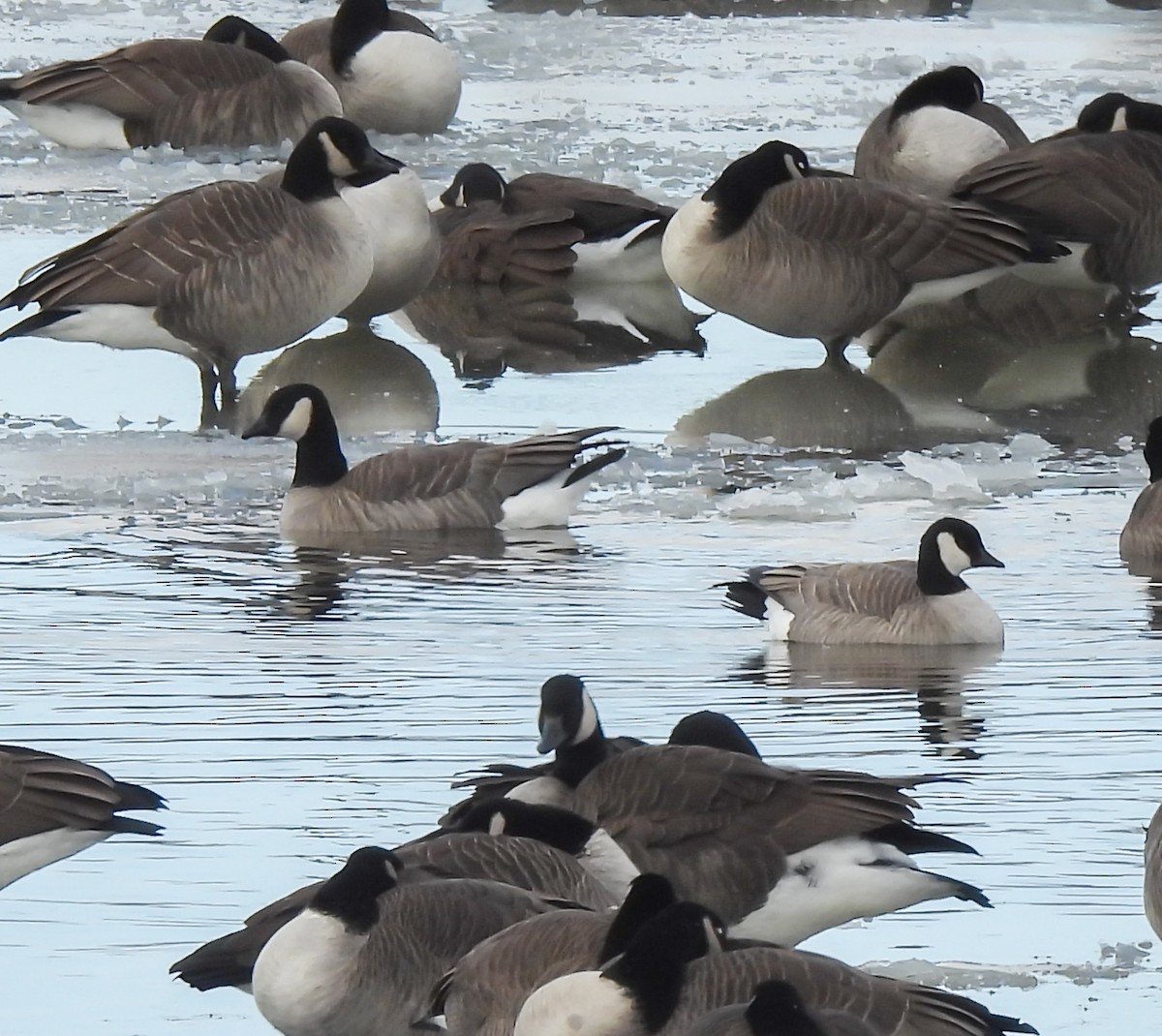 berneška malá - ML646252284