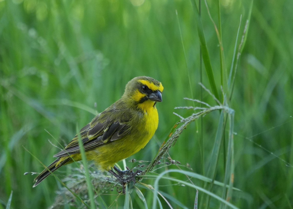 Yellow-fronted Canary - ML646252285