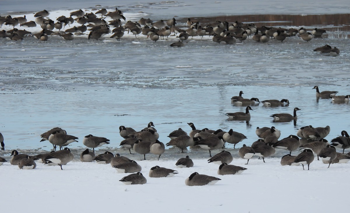 berneška velká - ML646252287