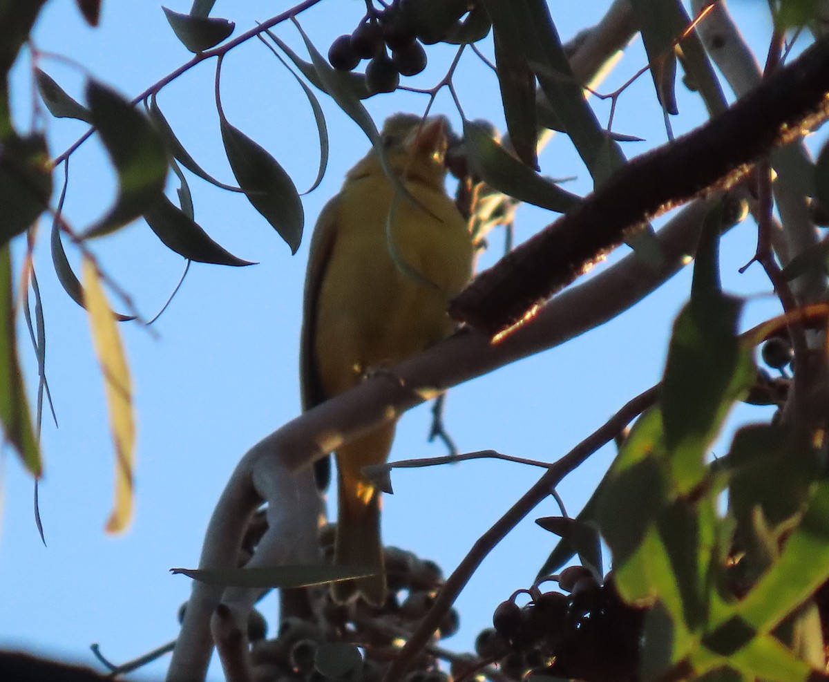 Summer Tanager - ML646252289