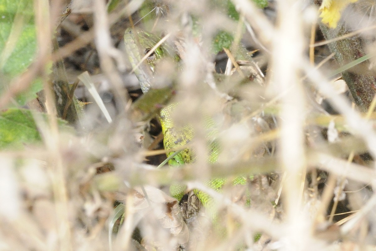 Western Green Lizard - ML646252291