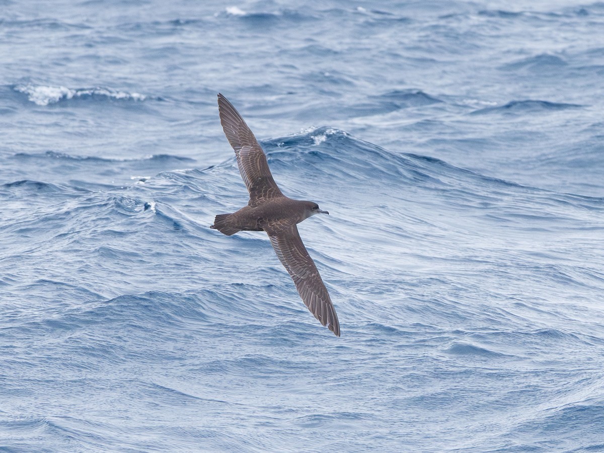 Short-tailed Shearwater - ML646252293