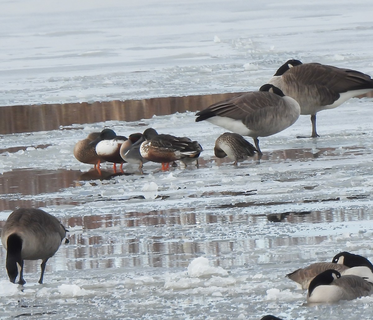 lžičák pestrý - ML646252295