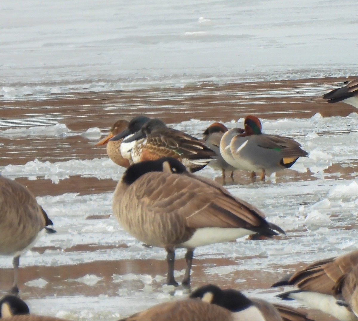 lžičák pestrý - ML646252296