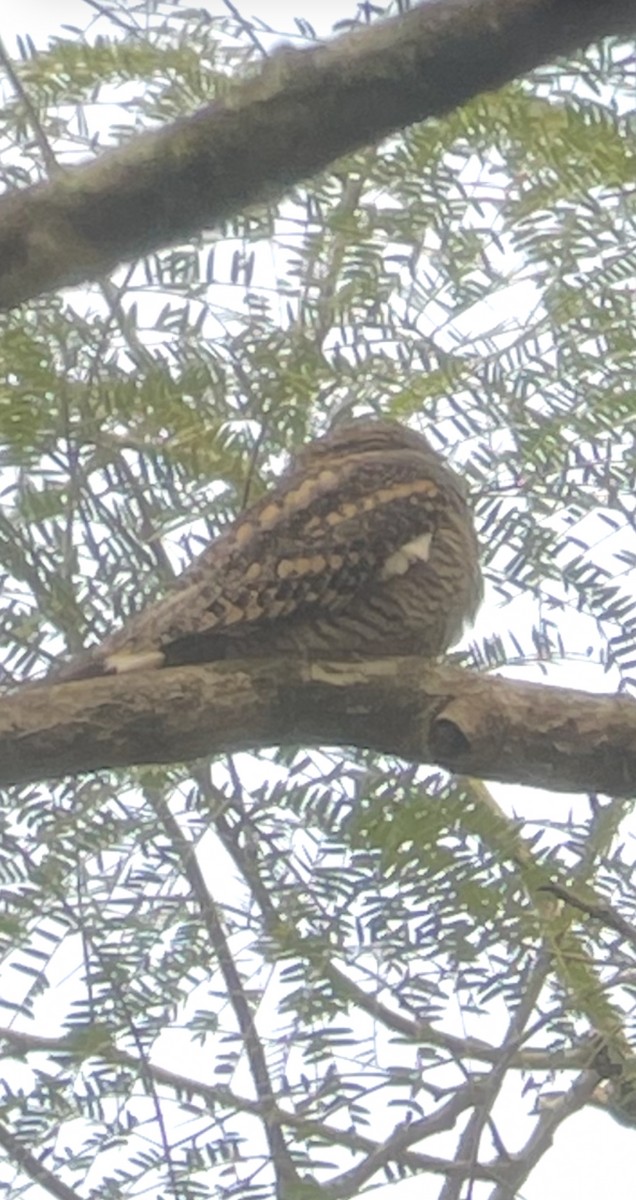 Анаперо малий - ML646252297