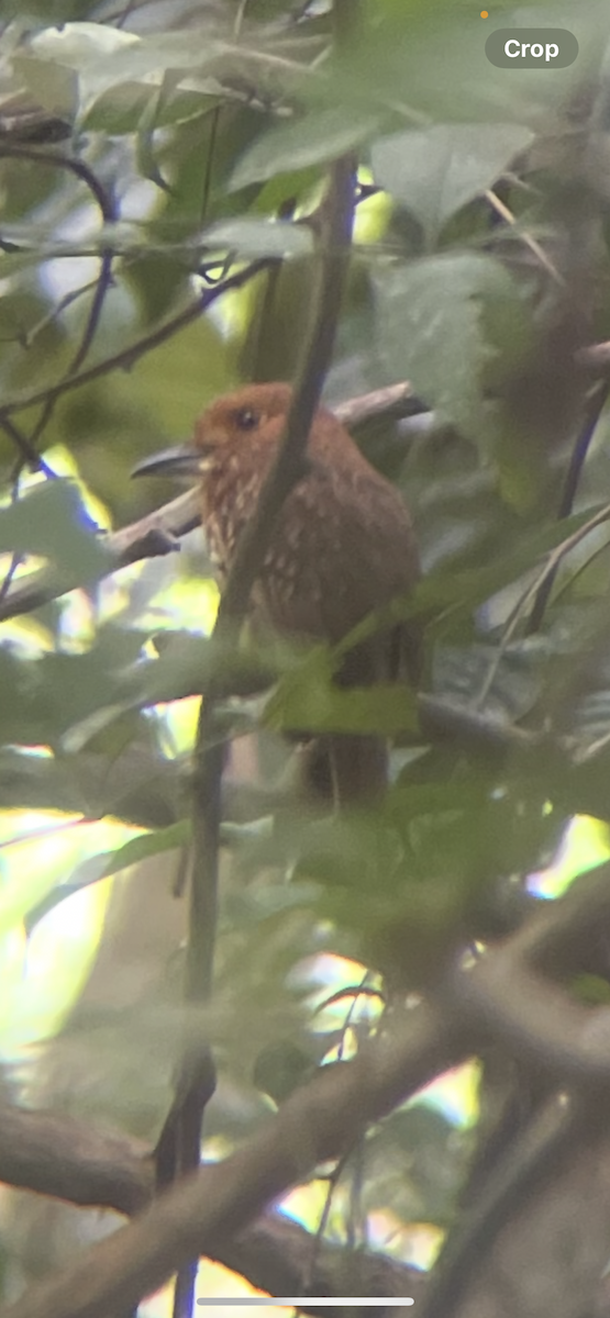 Таматія панамська - ML646252298