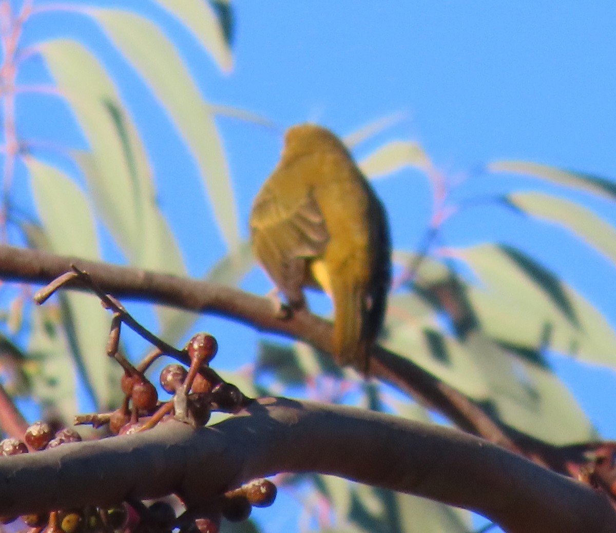 Summer Tanager - ML646252301