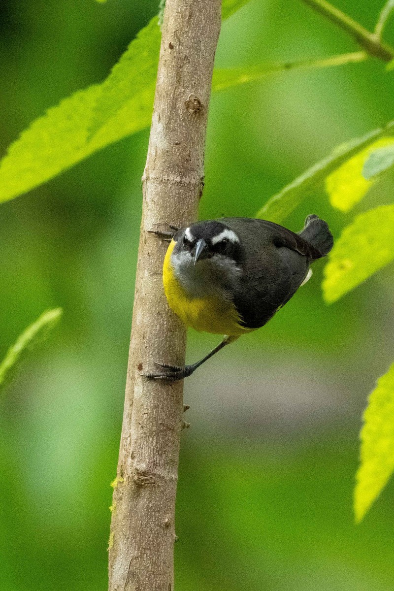 Цереба - ML646252303