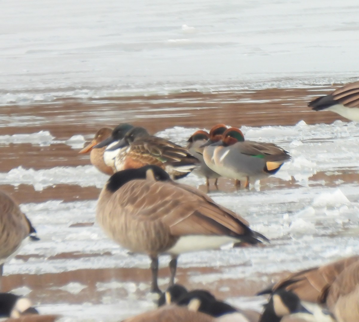 čírka obecná - ML646252306