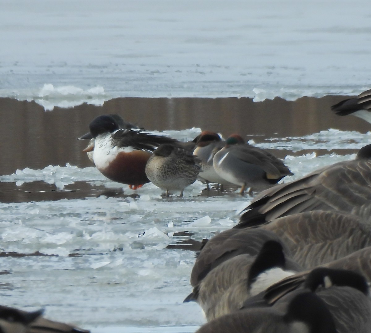 čírka obecná - ML646252307