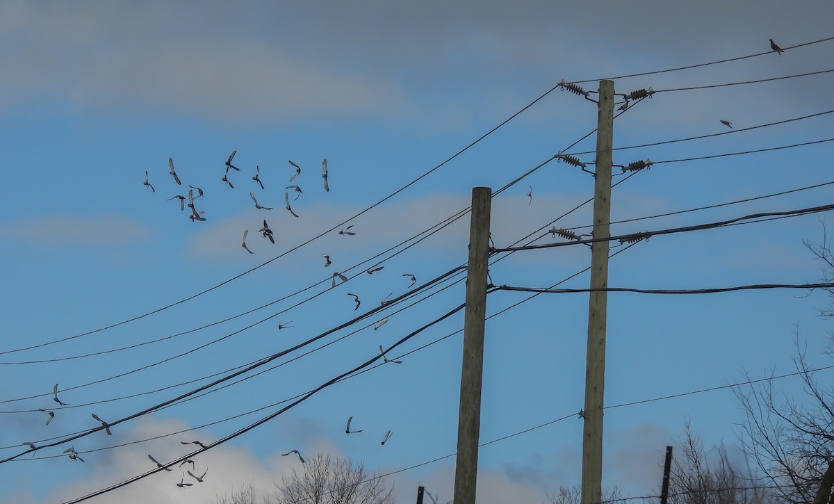 holub skalní (domácí) - ML646252309