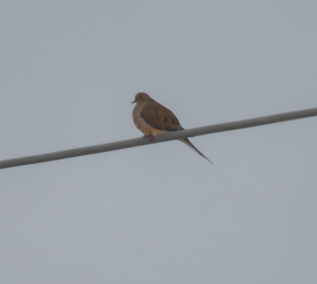 hrdlička karolínská - ML646252316