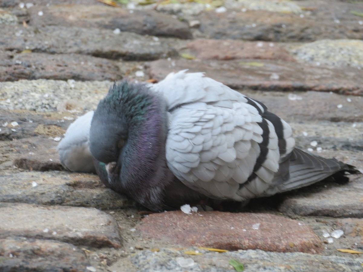 Rock Pigeon (Feral Pigeon) - ML646252317