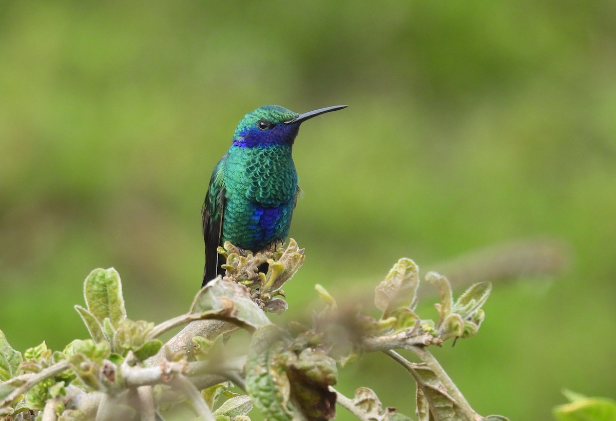Colibrí Rutilante - ML646252320
