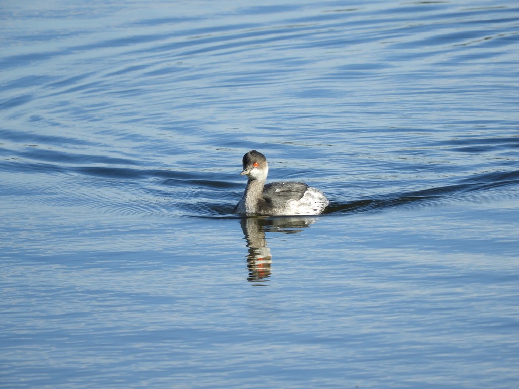 Eared Grebe - ML646252322